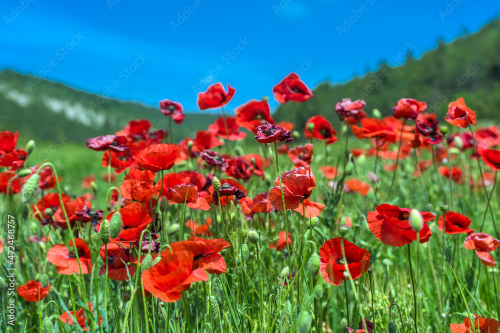 Obraz premium Red poppy flowers in the oil seed rape fields