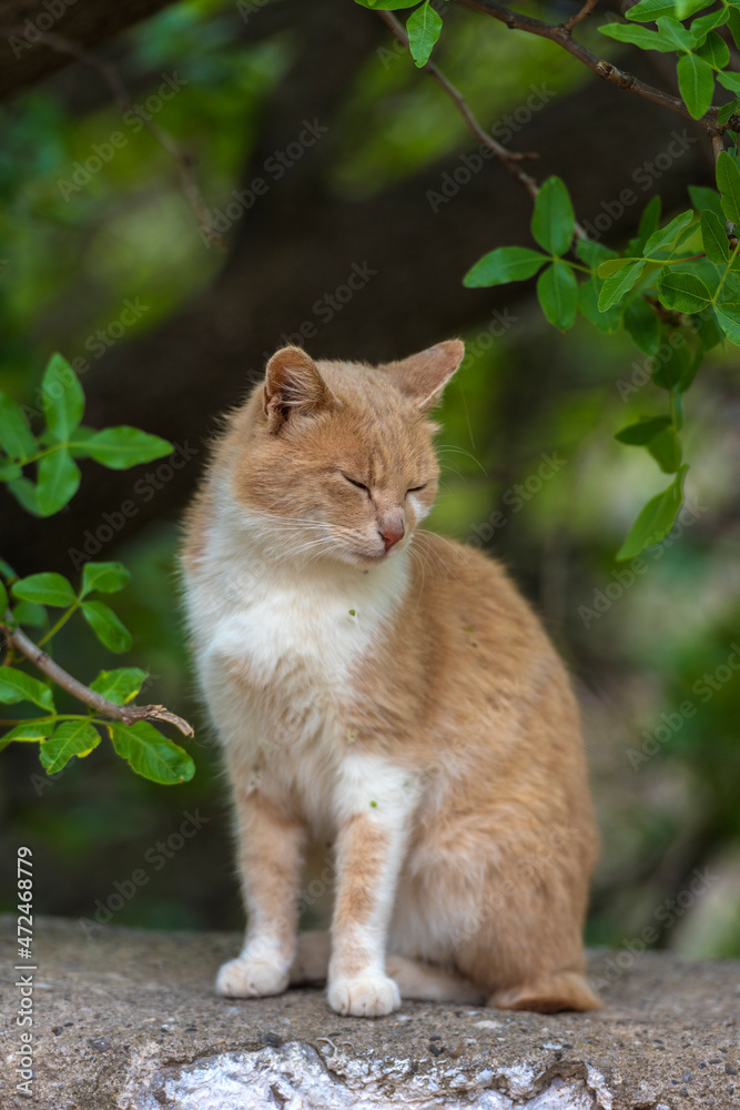 stray cats eat outdoors in summer,