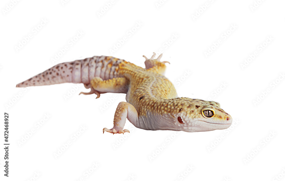 yellow eublefar lizard isolated on a white background yellow eublefar lizard isolated on a white background