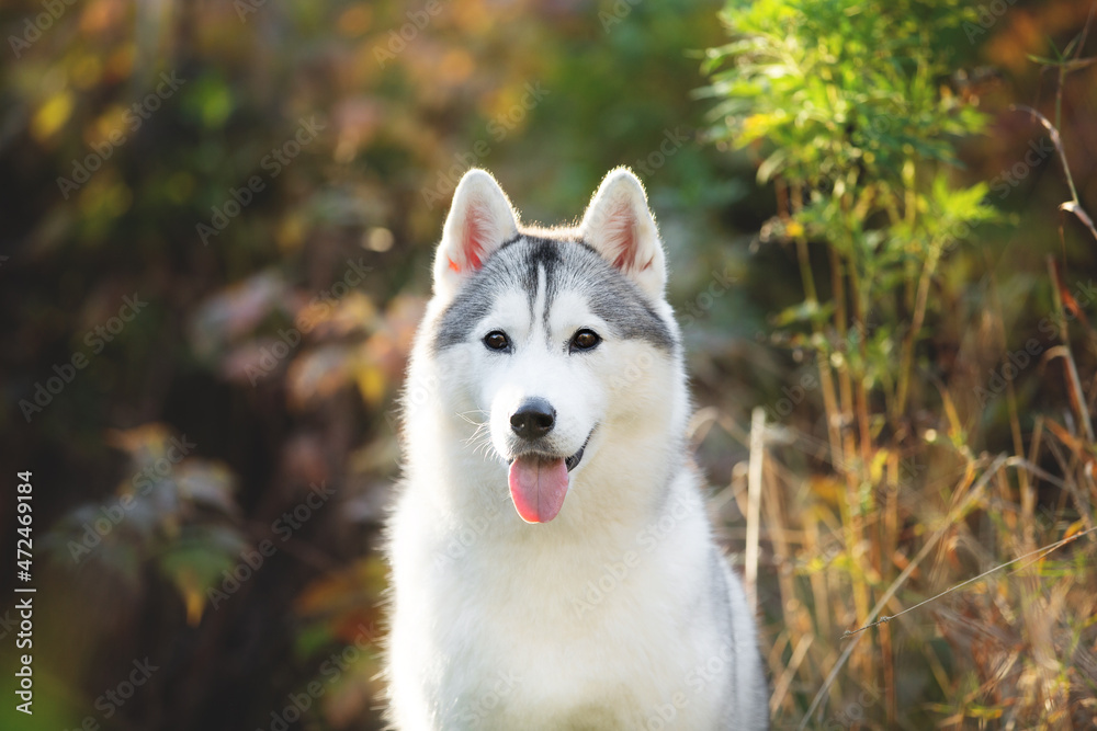 Portrait of gray and white siberian husky dog in the forest in autumn