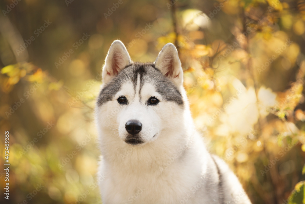Portrait of gray and white siberian husky dog in the forest in autumn Portrait of gray and white siberian husky dog in the forest in autumn