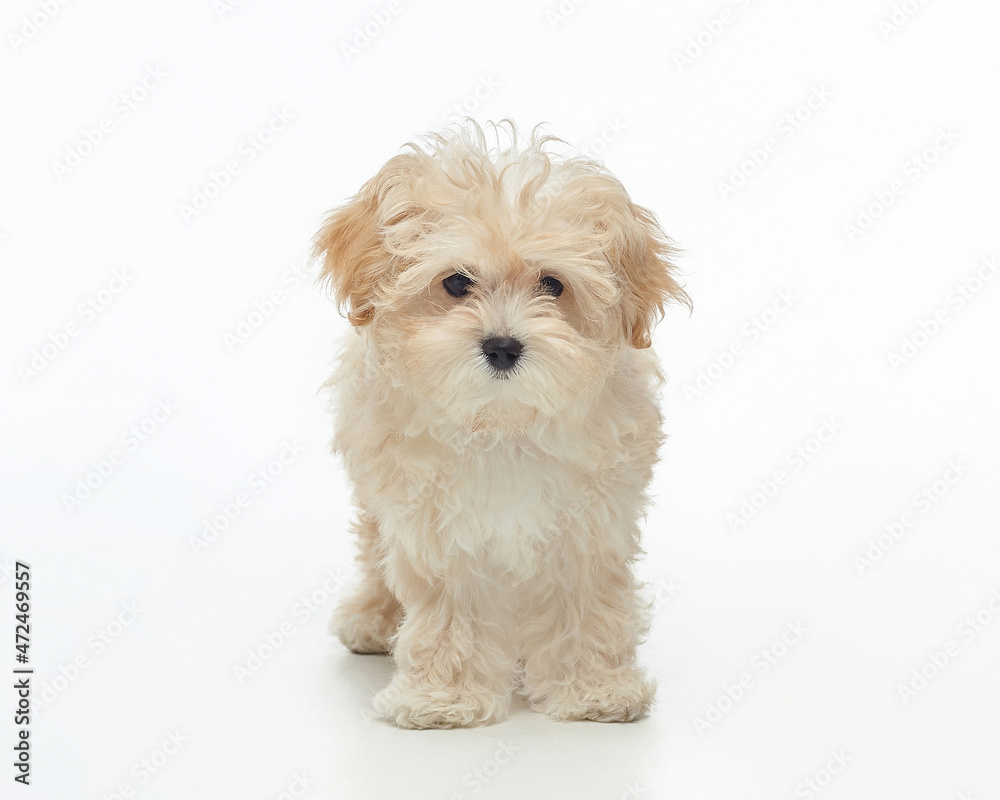 young shaggy puppy maltipu in the studio on a white background young shaggy puppy maltipu in the studio on a white background