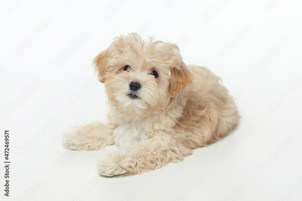young shaggy puppy maltipu in the studio on a white background