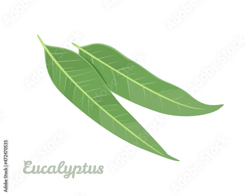 Green eucalyptus leaves isolated on white. Vector illustration of healing herbs in cartoon flat style. Medicinal plant icon. photo