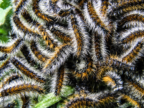 caterpillars in a pile