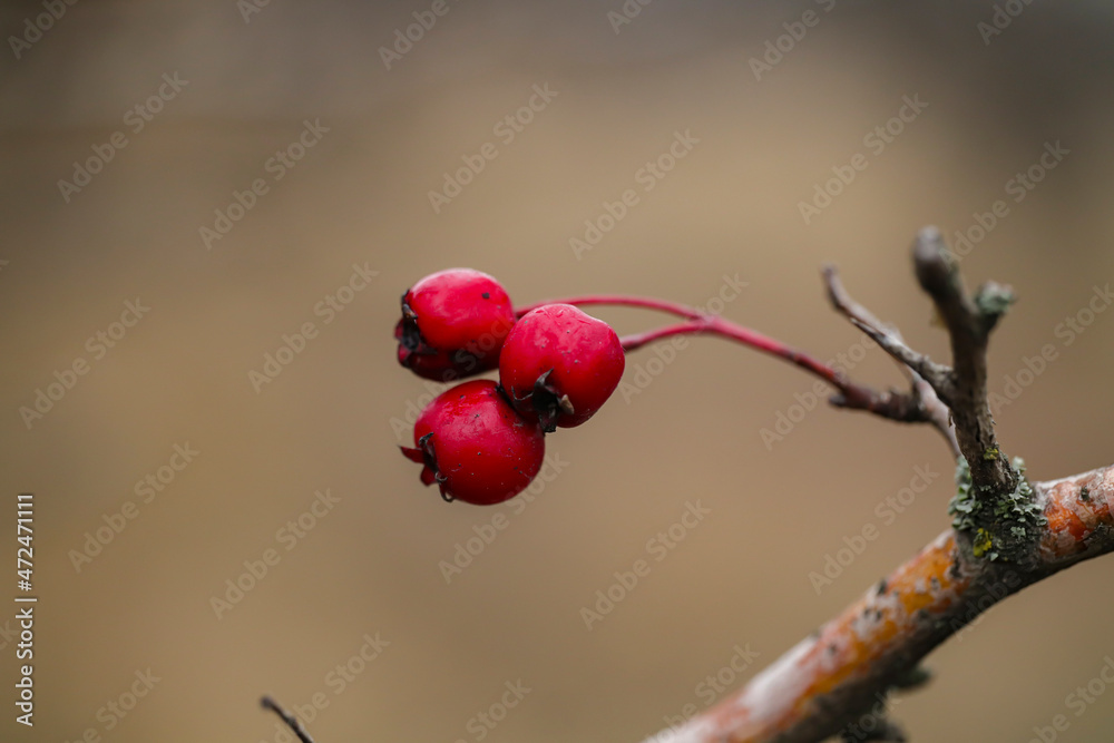 red berries on a branch red berries on a branch