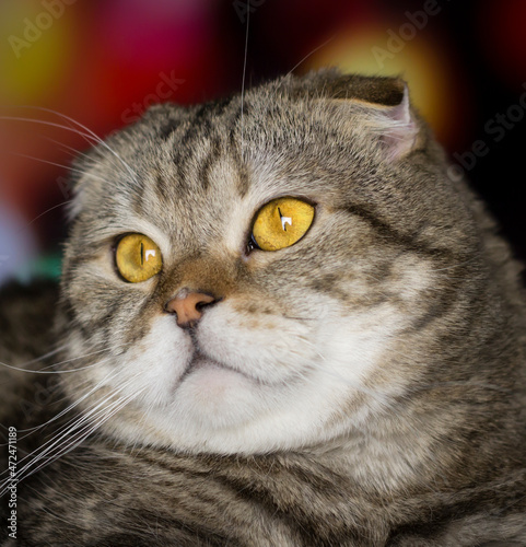 Portrait of a brindle cat. Tabby cat with big eyes.