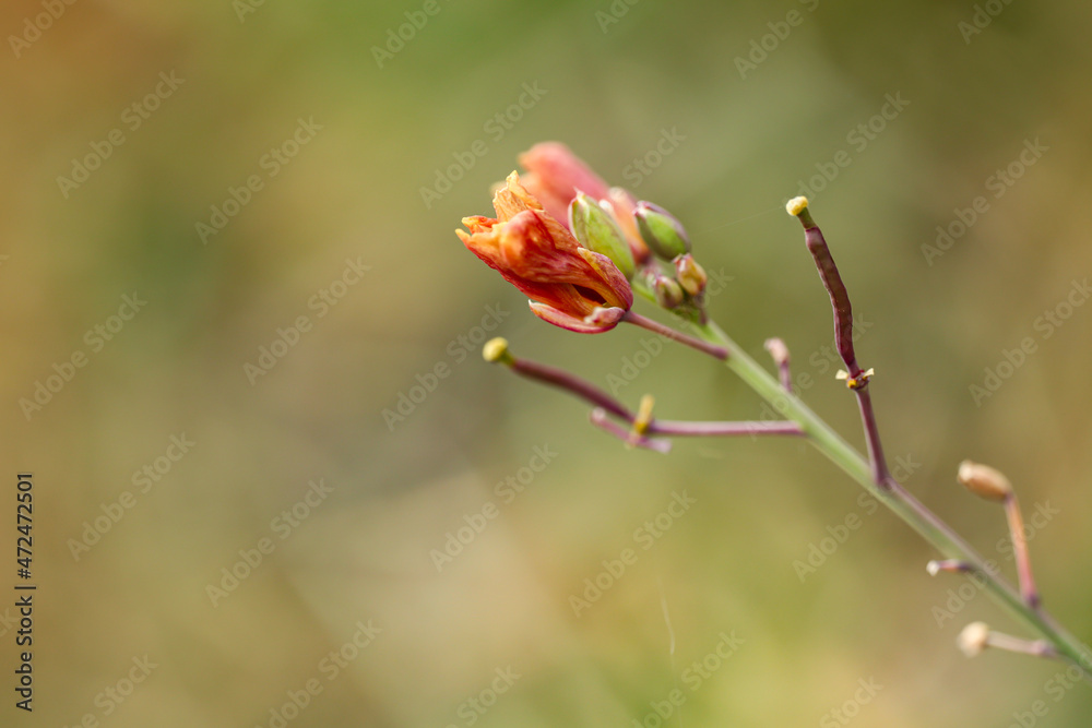 Fototapeta premium flower