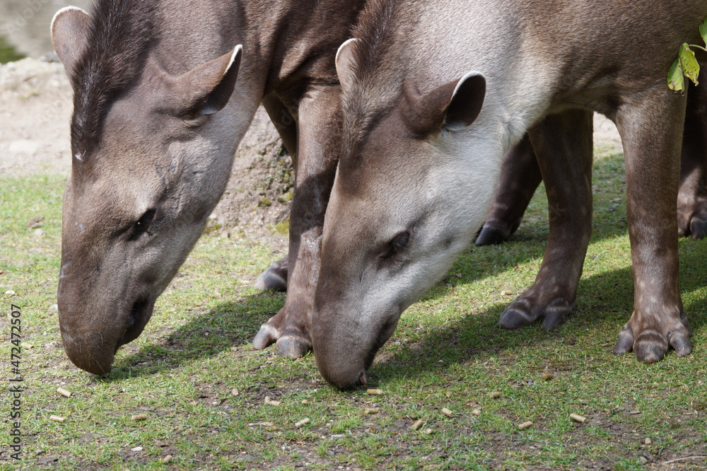 Tapire im Zoo Zürich