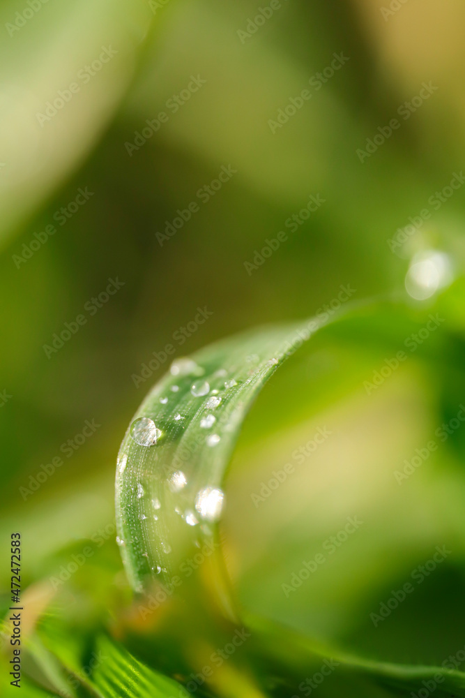 water drops on green leaf water drops on green leaf