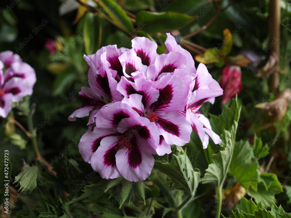 Pelargonium Stock Photo | Adobe Stock