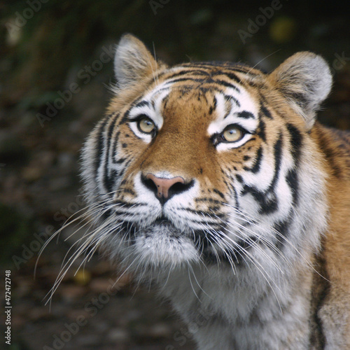 Tiger schaut auf  Zoo Z  rich