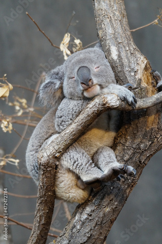 Canvas Print schlafender Koala im Zoo Zürich