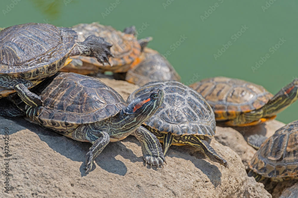 Obraz premium red-eared turtles basking in the sun