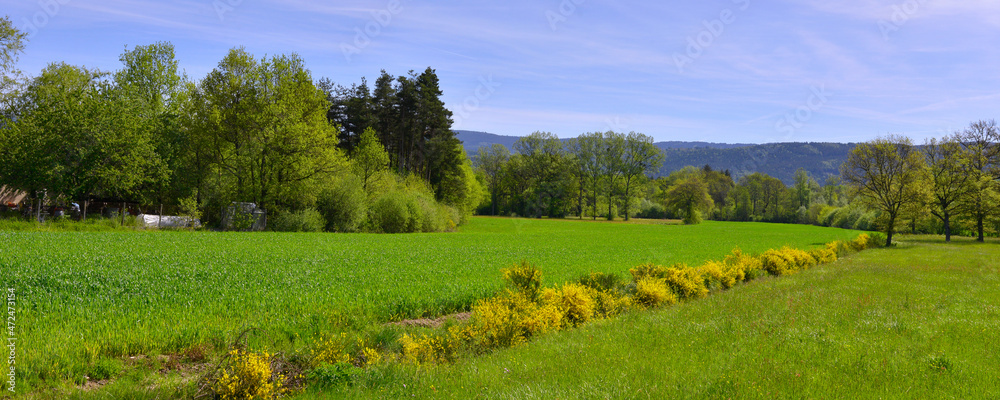 Panoramique-traversee-de-genêts-dans le-paysage-ardechois, departement-de-l'Ardeche-en-région-Auvergne-Rhône-Alpes-France Panoramique-traversee-de-genêts-dans le-paysage-ardechois, departement-de-l'Ardeche-en-région-Auvergne-Rhône-Alpes-France
