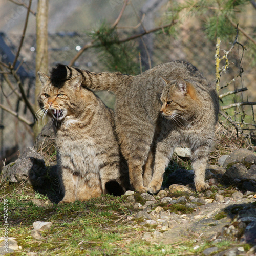 Wildkatzen im Tierpark Goldau photo