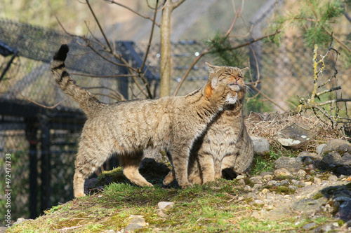Wildkatzen begrüssen einander, Tierpark Goldau photo