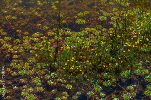 Obraz na płótnie Water caltrop lake