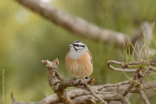 Emberiza cia - The mountain bunting is a species of passerine bird of the scribal family. photo