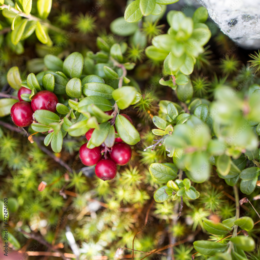 Reddening autumn thickets of blueberries and lingonberries around a stone overgrown with moss in nature reserve on mountain Vottovaara, Karelia, Russia. Reddening autumn thickets of blueberries and lingonberries around a stone overgrown with moss in nature reserve on mountain Vottovaara, Karelia, Russia.