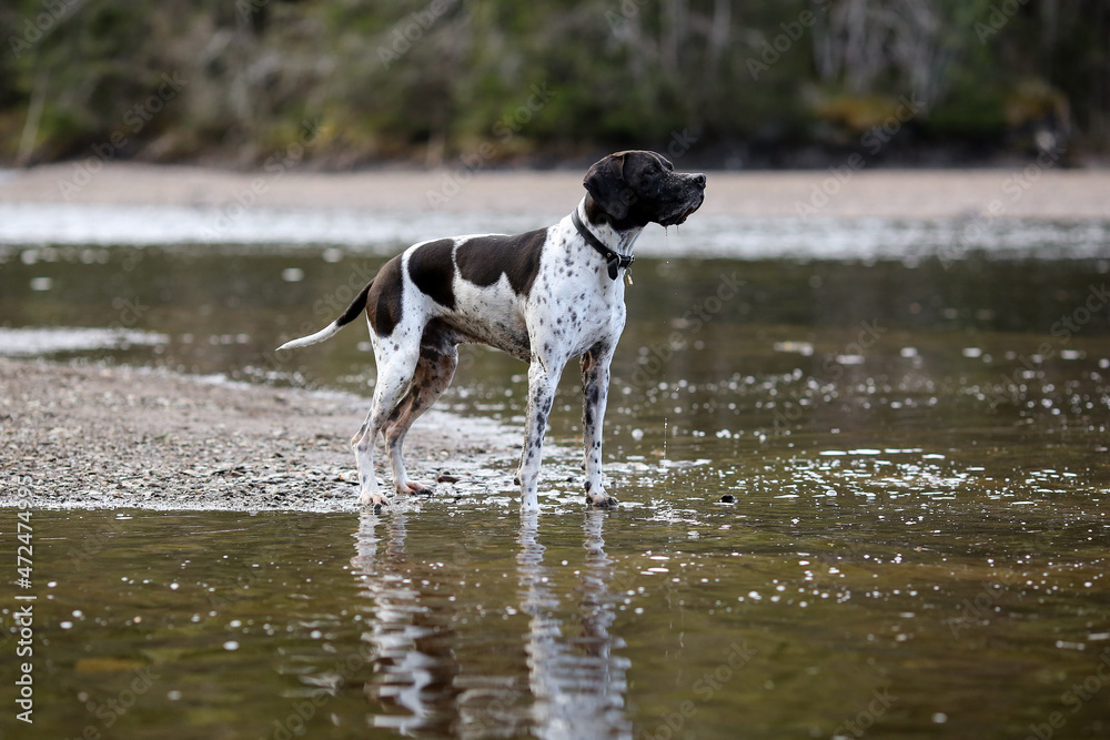 Dog english pointer