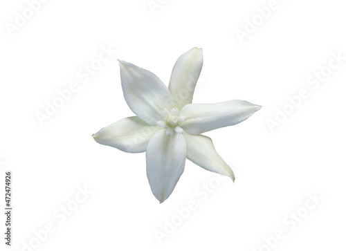White flower of the yucca plant. © photoobject