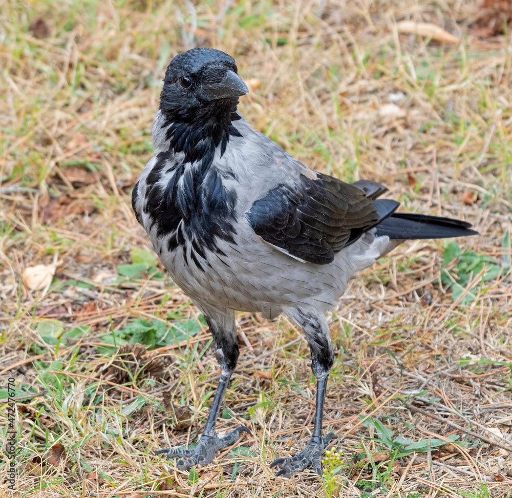 Fototapeta premium a big and beautiful gray and black crow