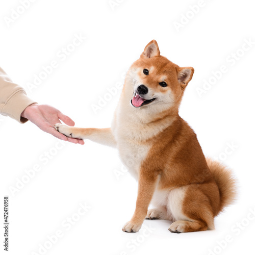 Shiba inu dog gives the mistress a paw photo