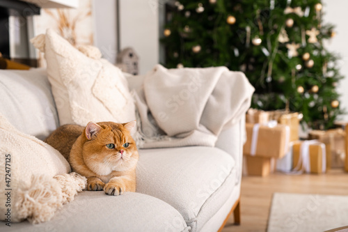 Cat in the interior against the background of a Christmas tree