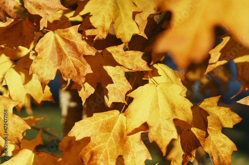 Golden autumn maple leaves in full screen.
