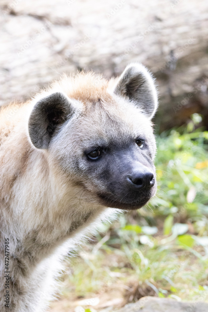 brown bear cub brown bear cub