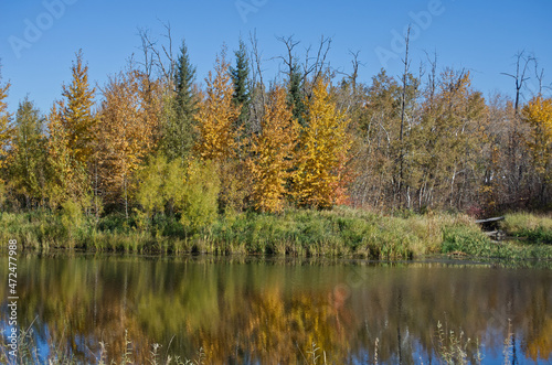 Autumn at Pylypow Wetlands in Edmonton  AB