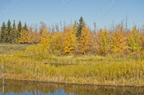 Autumn at Pylypow Wetlands in Edmonton  AB