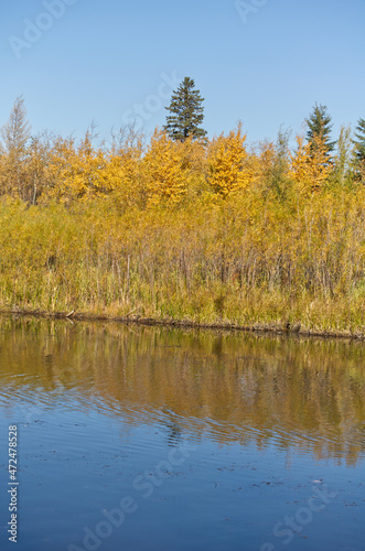Autumn at Pylypow Wetlands in Edmonton, AB