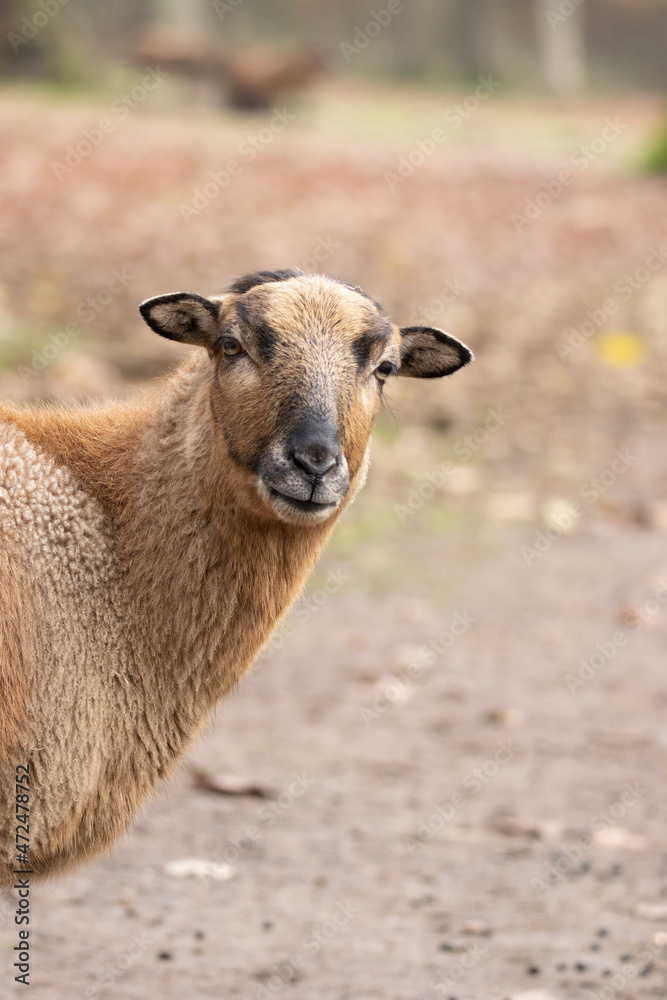 Fototapeta premium portrait of a sheep