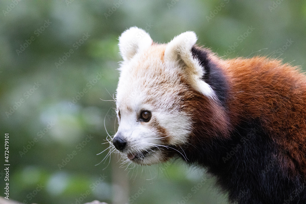 Fototapeta premium red panda in zoo