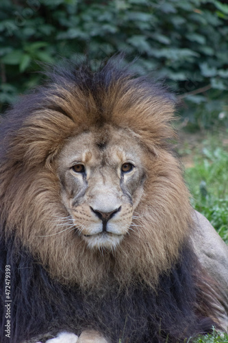 Fototapeta Naklejka Na Ścianę i Meble -  portrait of a lion