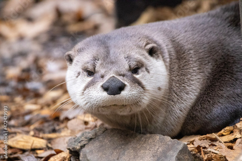 otter on the rock