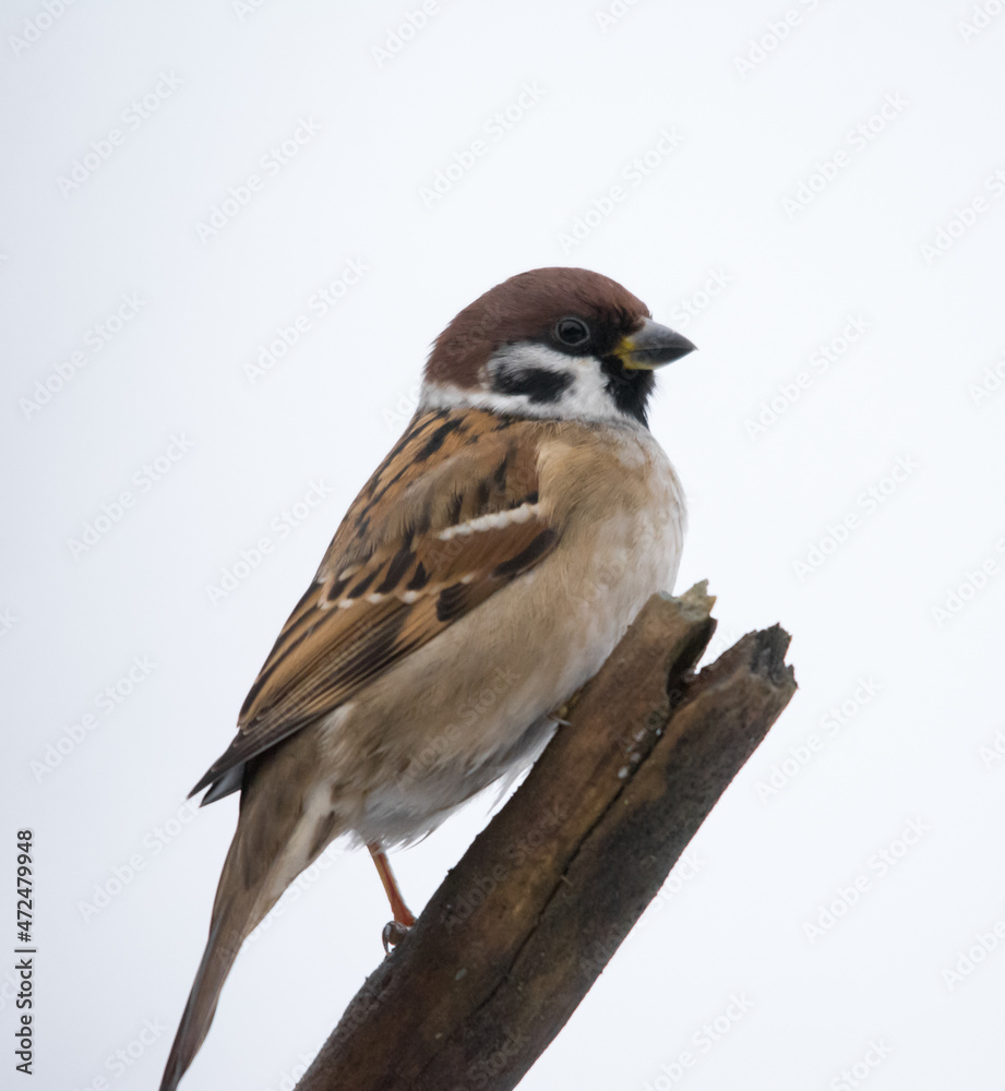 Fototapeta premium Eurasian Tree Sparrow, Burung-gereja erasia, Skovspurv, 麻雀, Feldsperling, pardal-montês, Moineau, スズメ, воробей, полевой воробей