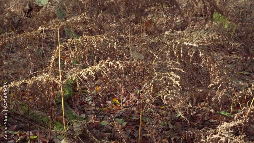 Dead dried fern at the end of summer at the start of autumn in the forest at fall. Slider right to left. Dead dried fern at the end of summer at the start of autumn in the forest at fall. Slider right to left.