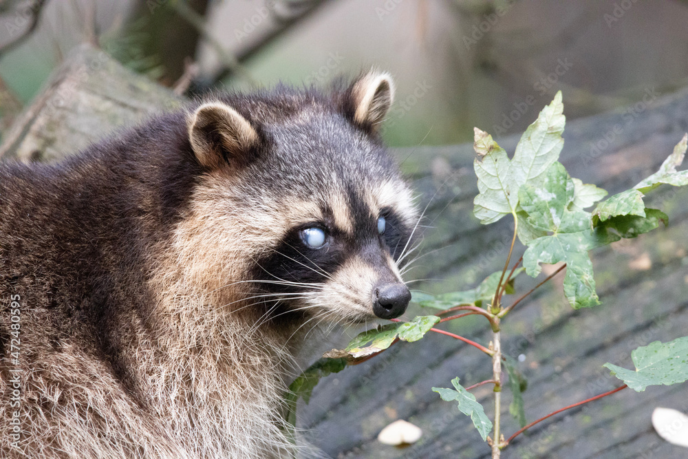 Fototapeta premium raccoon on a tree
