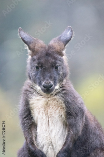 kangaroo and baby