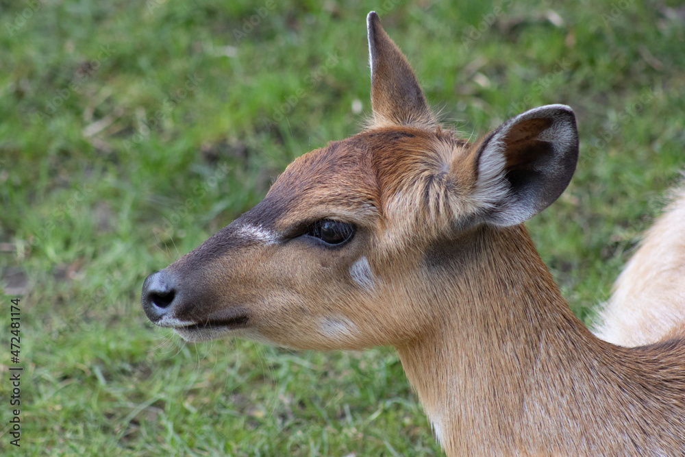 Obraz premium white deer