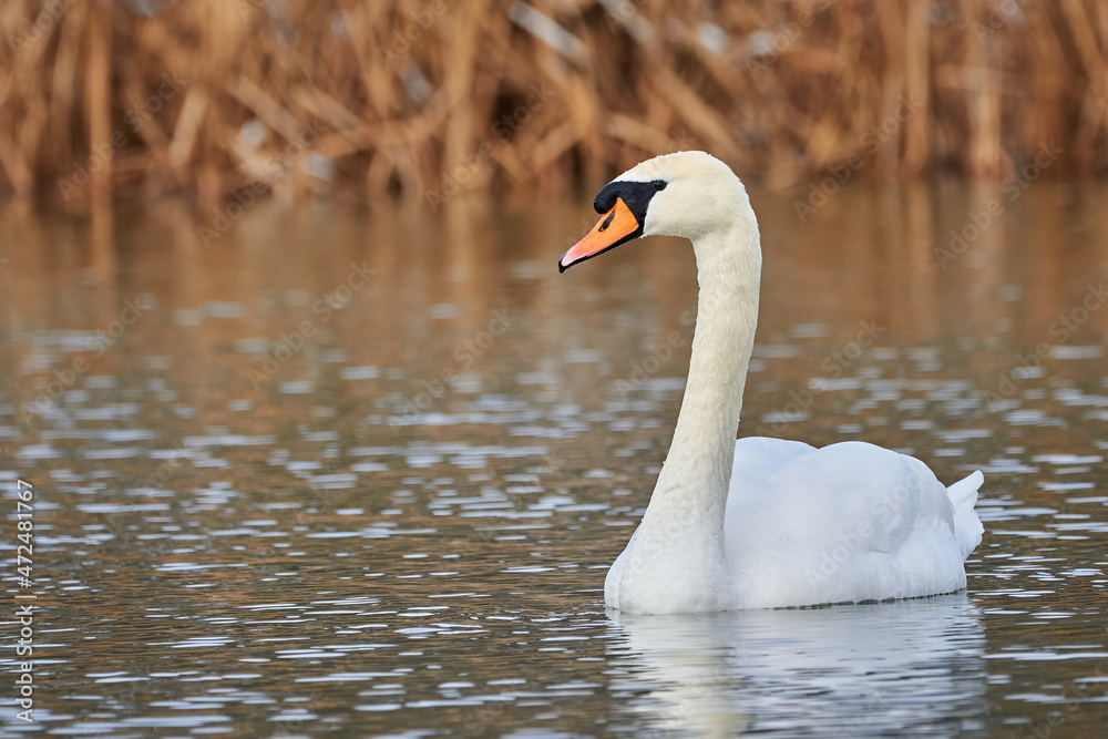 Mute swan in the winter season (Cygnus olor) Mute swan in the winter season (Cygnus olor)