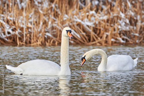 Mute swans couple in the winter season (Cygnus olor)