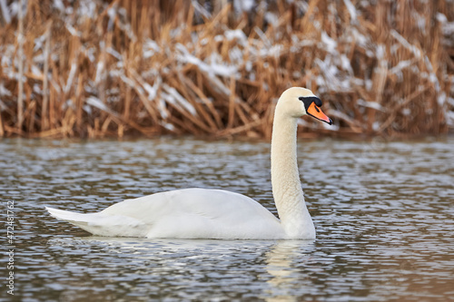 Mute swan in the winter season  Cygnus olor 