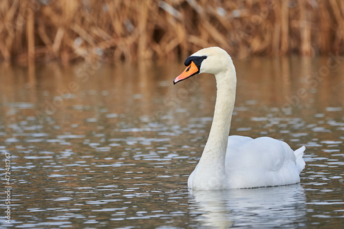 Mute swan in the winter season  Cygnus olor 