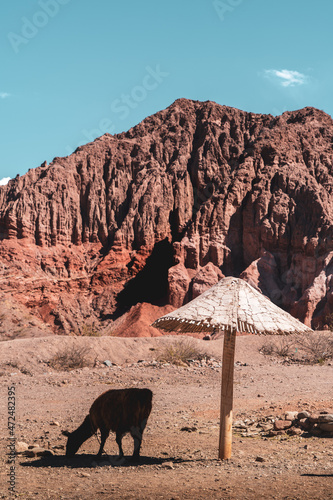 llama in the dry mountains