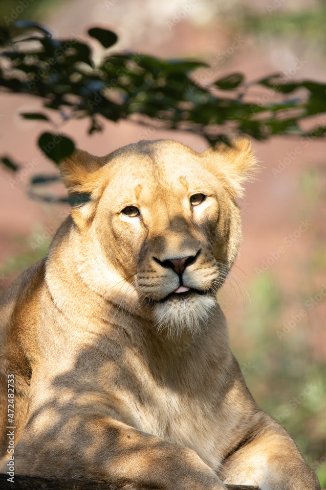 Obraz premium lion in the zoo