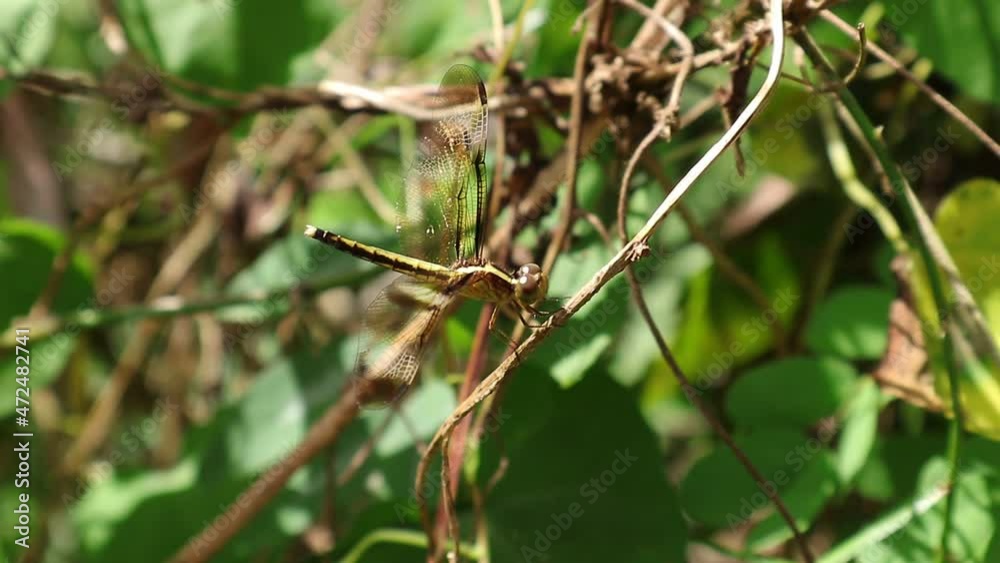 Hand held shot of a yellow sided skimmer perched on a dry stem Hand held shot of a yellow sided skimmer perched on a dry stem